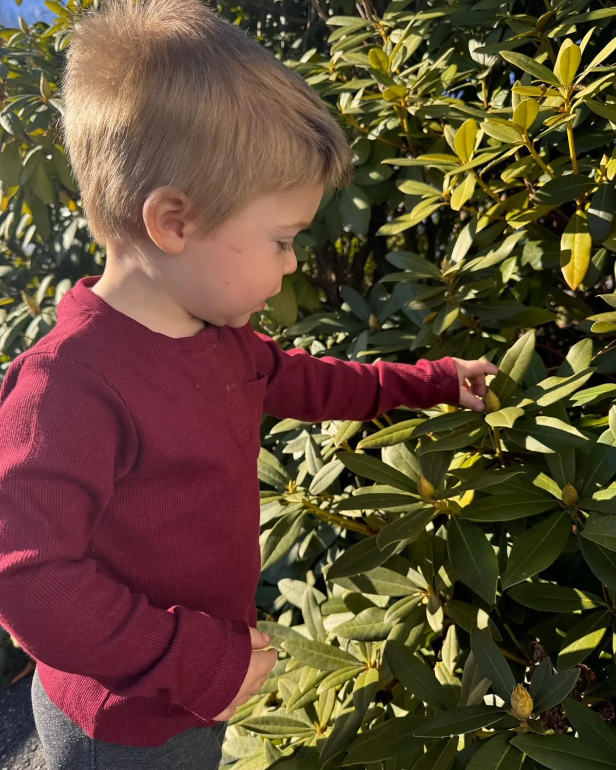 Geggamoja® Kids Long-Sleeve Henley Shirt in Organic Cotton - BURGUNDY